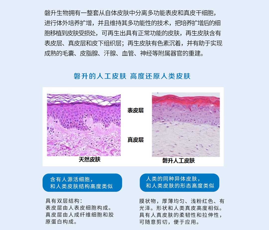 人工皮肤23.jpg