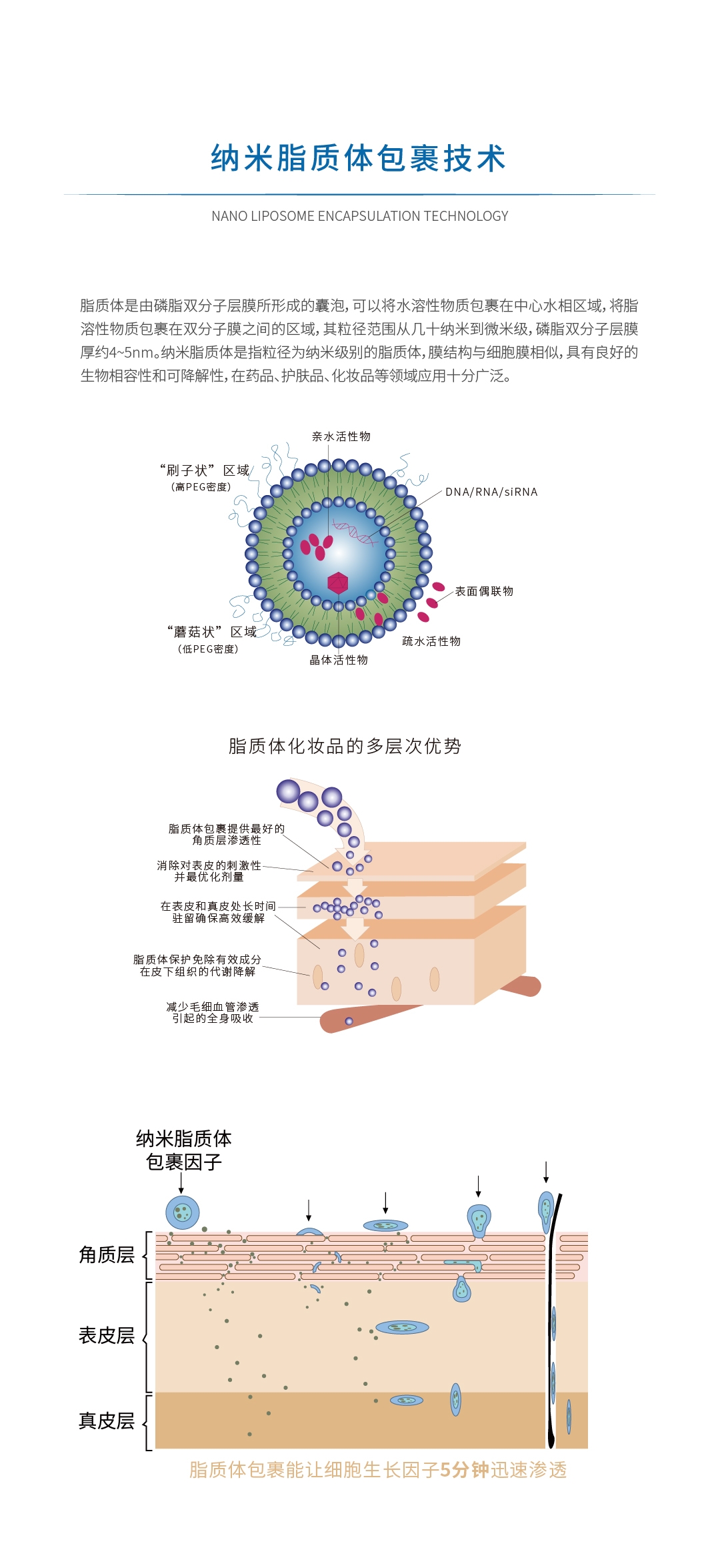 纳米脂质体包裹2.jpg